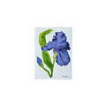Iris Study