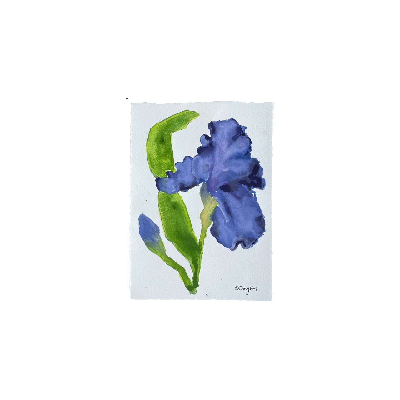 Iris Study